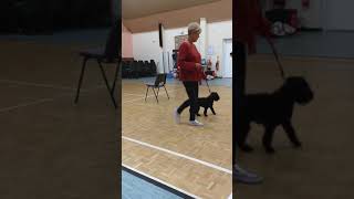 Edith weeing at puppy class