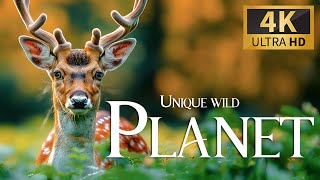 Unique Wild Planet 4K 🐾Discovery Relaxation Film With Calm Relaxing Music, Nature Video & Real Sound