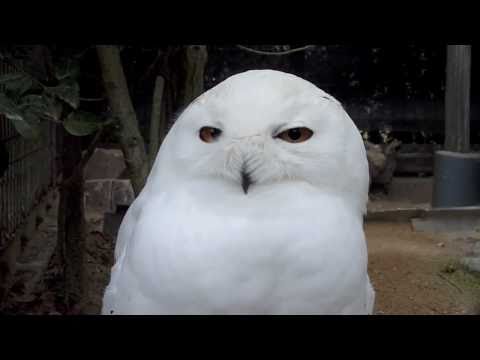 シロフクロウ Snowy Owl ＃03