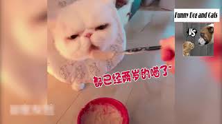 Funny Dog and Cats | Funny Short and Funny Videos of Dogs and Cats 2019 #15