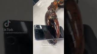 Will Crab Crush An Iphone? Tiktok