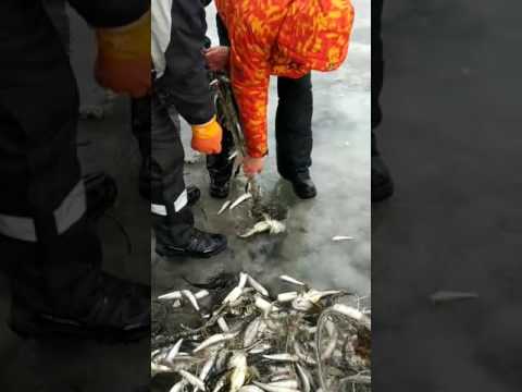 как ловить корюшку на сахалине как ловить корюшку на сахалине