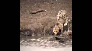 Panther Vs Crocodile Best Whatsapp Status