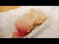 GRAPHIC: Live Maine Lobster For Sashimi Part 1 - How To Make Sushi Series