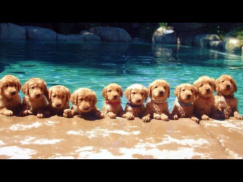 🤣 Funniest Cats 🐱 And Dogs 🐶! Awesome Animals 2019