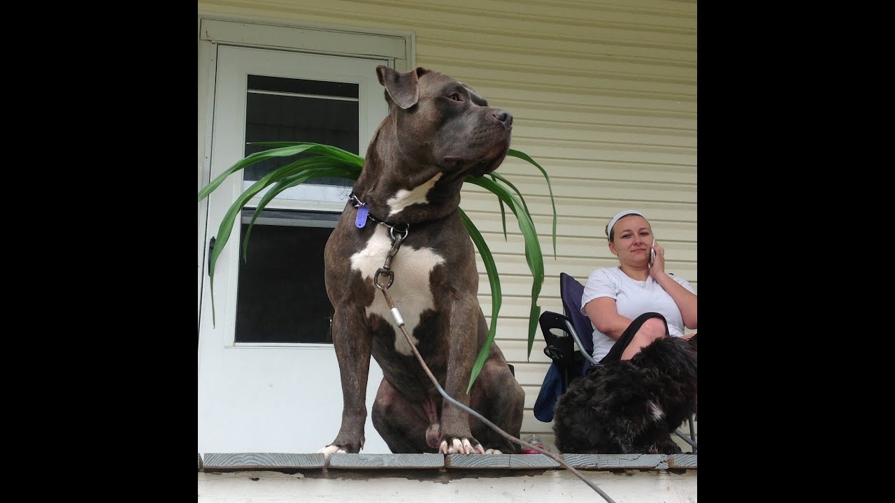 Manny talking to a coon, 100 lb blue brindle pit bull jumping 6 feet