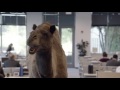 Geico Hump Day Remix Guess What Day It Is Camel images Geico Hump Day Remix Guess What Day It Is Camel