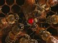 Honey bees - Natural History 2