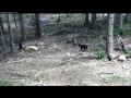 Wildlife Center of Virginia Bear Cam:  "Raven Enrichment"