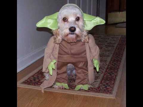 Animales Animales