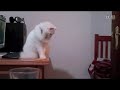 Fussy Cat Push Everything Off Table