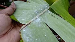 All about Banana care || Krishi Mela - 2019