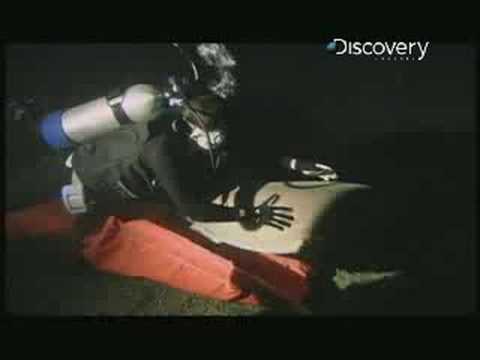 Shark Sex