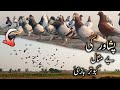 Peshawar ki Bemisal Kabootar Bazi | Badshahi Shoq