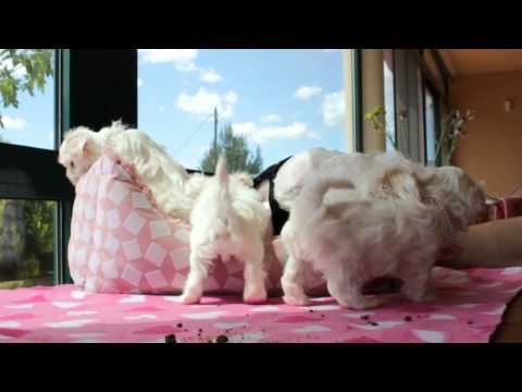 Bichon Maltese female Babys 38 days old