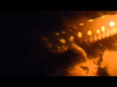 Underwater Footage of Male Breeding Spotted Salamander 2/24/2012