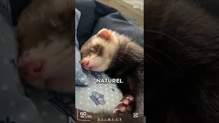 Cet Animal Incroyablement Mignon Est Un Furet