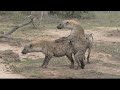 Hyenas mating, fighting and playing!