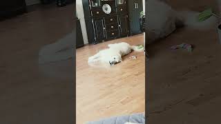 Deckster Playing