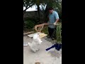 Cubby helping the Gardeners