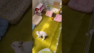 Haha Funny Bunny