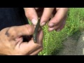 Bass Fishing. How to bass fish with plastic worms lure and tie the palomar knot.2010