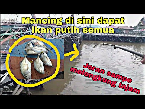 MANCING IKAN PUTIH DI BONTANG KUALA ( BK )