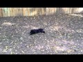 Cane corso pup in action