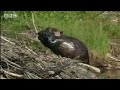 How Beavers Build a Lodge - BBC Animals