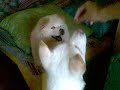 chow chow and akita bonding