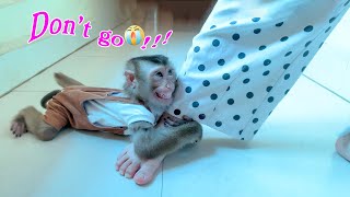Pupu Monkey Clings To Mother, Not Wanting Her To Leave.