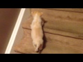 Milo vs Stairs