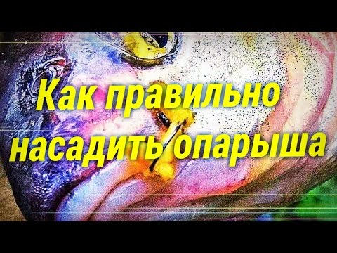 Балык Cached