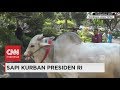 Sapi-sapi Korban Jumbo Presiden Jokowi - Idul Adha 2017