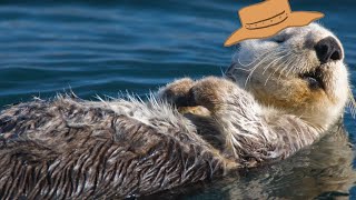 Sea Otter