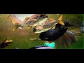 Official video: Future Islands- Beach Foam
