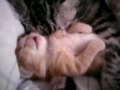 cute cat