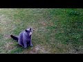 The Ultimate Pet- British Blue: Cat Plays Fetch BETTER than a Dog!