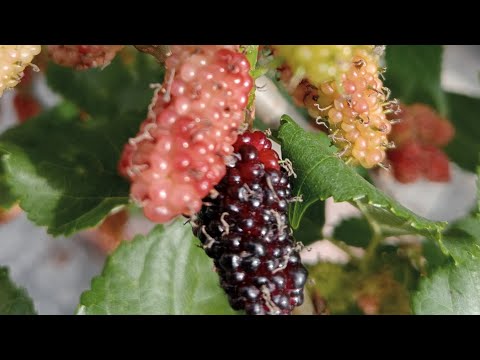 MULBERRY⁉️MULBREE LEAVES FOOD FOR SILK WORMS #taiwantouristspot