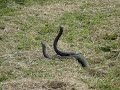 Red-Bellied Black Snakes Fighting - Sept 2007