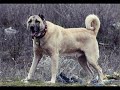 turkish shepherd dog