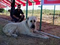 turkish shepherd dog