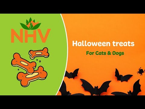 Homemade Halloween Treats For Cats and Dogs