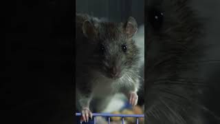 Как Смеется Крыса