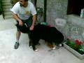 cane pompa