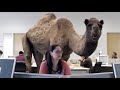 Geico Hump Day Commercial Dubstep Remix images Geico Hump Day Commercial Dubstep Remix