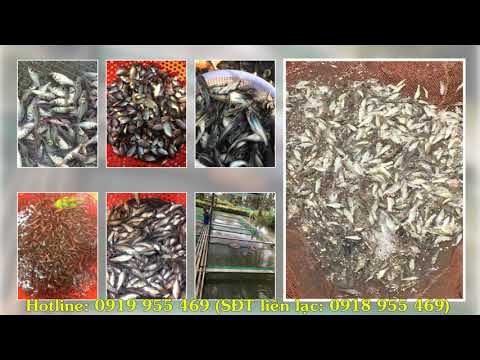 TRẠI CÁ GIỐNG ÚT - 0919 955 469 cung cấp cá giống chất lượng năng suất cao sạch bệnh