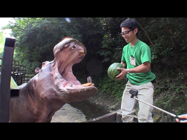 Hippos Eat Entire Watermelons Whole At Zoo - Video
