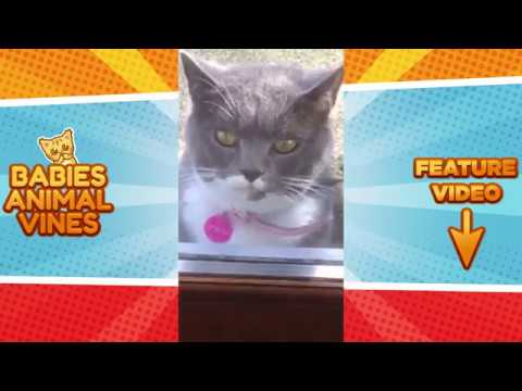 Funniest 🐶 Dogs and 😻 Cats - Awesome Funny Pet Animals' Life Videos 😇 - Funniest Video