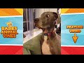 Funniest 🐶 Dogs and 😻 Cats - Awesome Funny Pet Animals' Life Videos 😇 - Funniest Video
